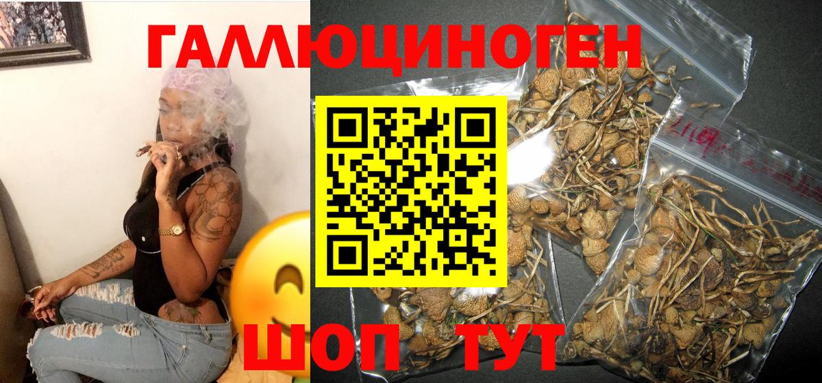 Псилоцибиновые грибы GOLDEN TEACHER  Галлюциногенные грибы Psilocybine cubensis  Вход с VPN  Кашира 