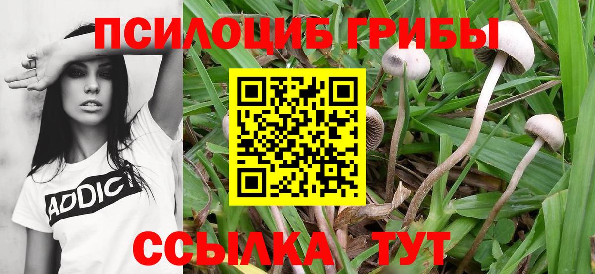 Псилоцибиновые грибы ЛСД Кашира